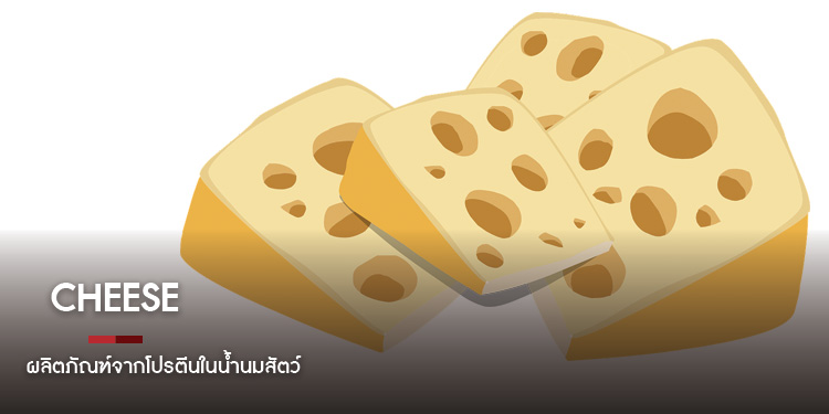 CHEESE ผลิตภัณฑ์จากโปรตีนในน้ำนมสัตว์