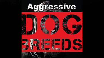 Scoop : Aggressive Dog Breeds ศึกษาพฤติกรรมสุนัขพันธุ์ดุ | Issue 164